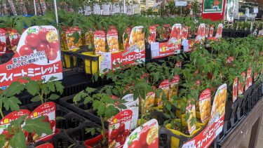 育てる野菜が決定！畑に畝を作って種と苗、肥料を購入しました。