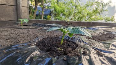 初心者は苗から育てるのが基本？タネを植えて2週間で無事に芽がでました！！